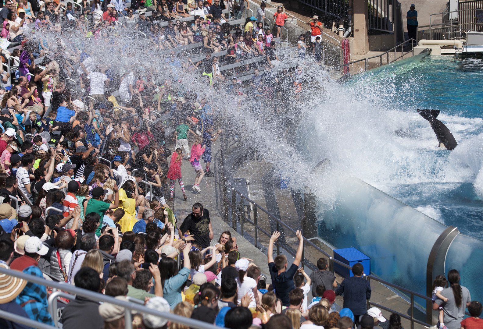 حوت مفترس عملاق يرش الماء على زوار جالسين في مدرج حديقة "عالم البحار" المائية في سان دييغو