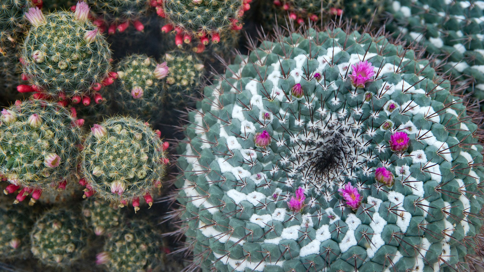 إزهار نبات الصبار في محمية بلدة نيكيتا