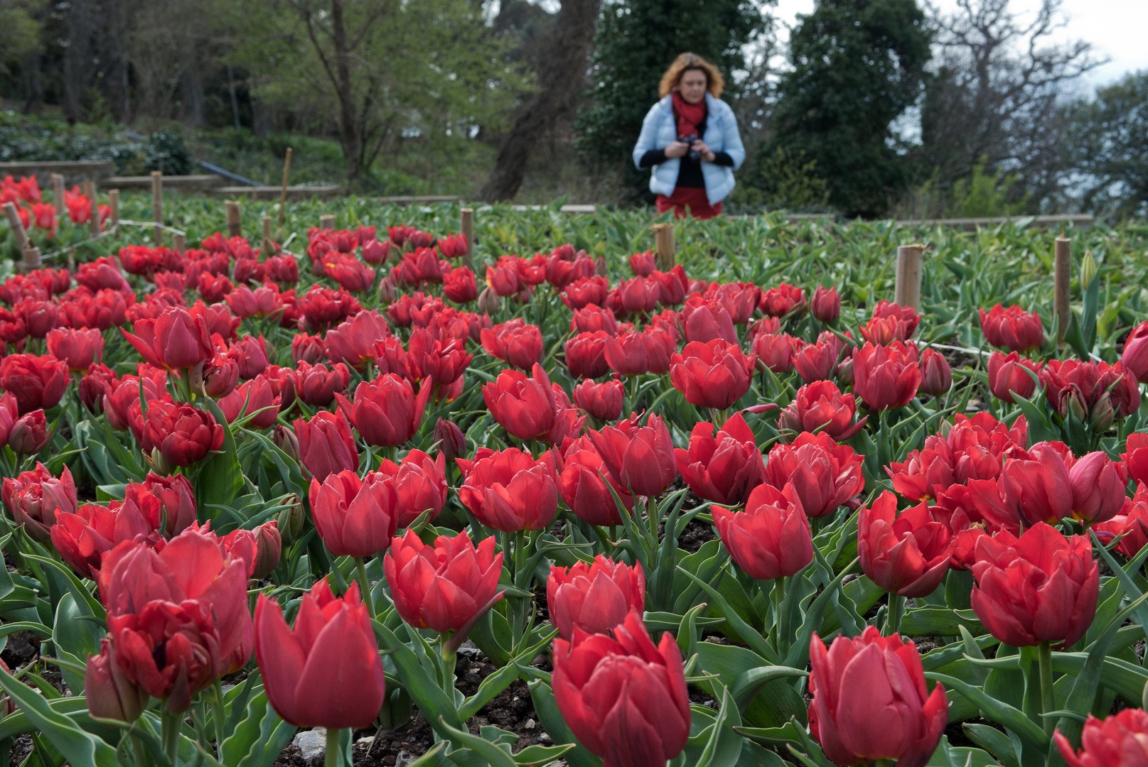 أزهار الخزامى في المحمية النباتية في بلدة نيكيتا في القرم