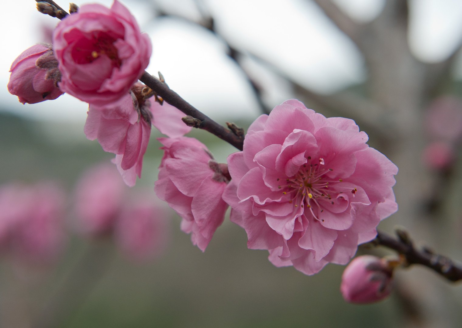 إزهار شجرة الدراق في المحمية النباتية في بلدة نيكيتا في القرم