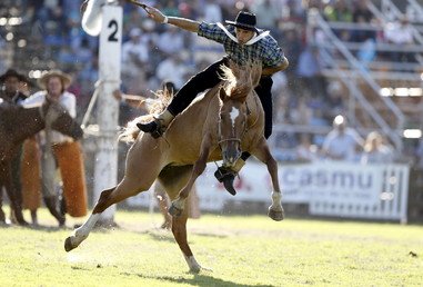 الحصان غير المروض يلقي بفارسه أرضا