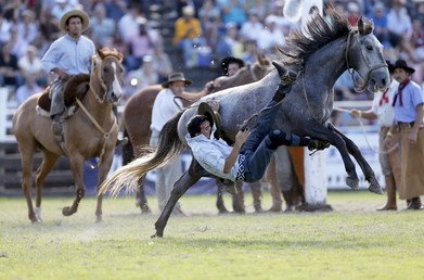 الحصان غير المروض يلقي بفارسه أرضا