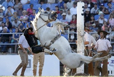 راعي بقر يركب حصانا غير مروض في أثناء الاحتفالات الجارية في مونتيفيديو