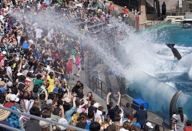 حوت مفترس عملاق يرش الماء على زوار جالسين في مدرج حديقة "عالم البحار" المائية في سان دييغو