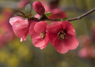 إزهار شجيرات في المحمية النباتية في بلدة نيكيتا في القرم
