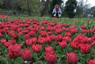 أزهار الخزامى في المحمية النباتية في بلدة نيكيتا في القرم