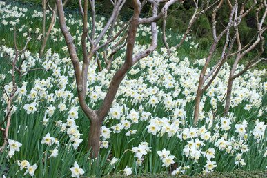 إزهار زهور النرجس في المحمية النباتية في بلدة نيكيتا في القرم