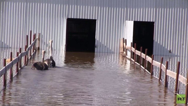 فيديو من روسيا.. إنقاذ 11 نعامة إثر فيضانات غامرة 