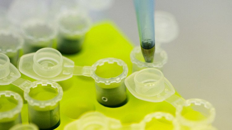 اليابان تسمح باللعب بمورثات البشر