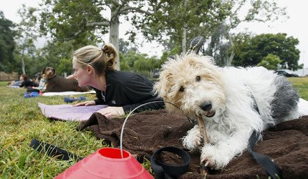كلب مع صاحبته في مخيم تدريبي