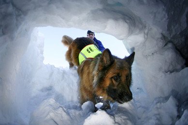 كلب في أثناء تدريبه على إنقاذ مصابين جراء هيار ثلجي