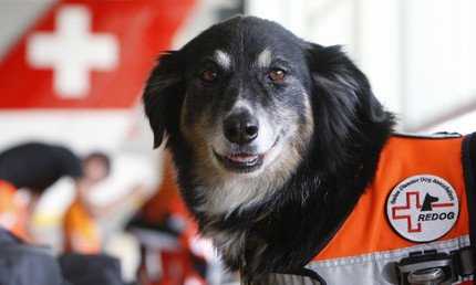 كلب مدرب على القيام بأعمال الإنقاذ