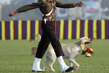 كلب يحمل سلة في أثناء عرض عسكري