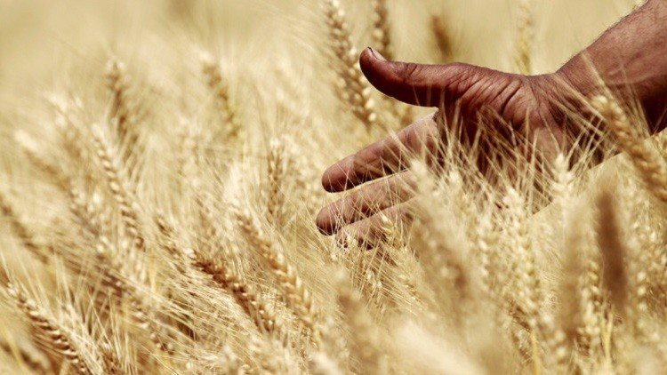 روسيا تبني مركزا إقليميا للحبوب في مصر