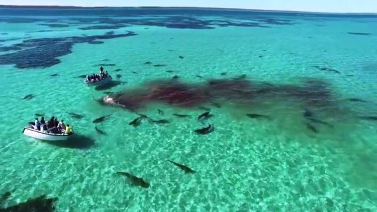 بالفيديو .. أكثر من 70 سمكة قرش تفترس حوتا قبالة سواحل أستراليا
