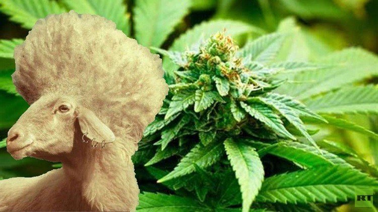 ثورة الخراف!