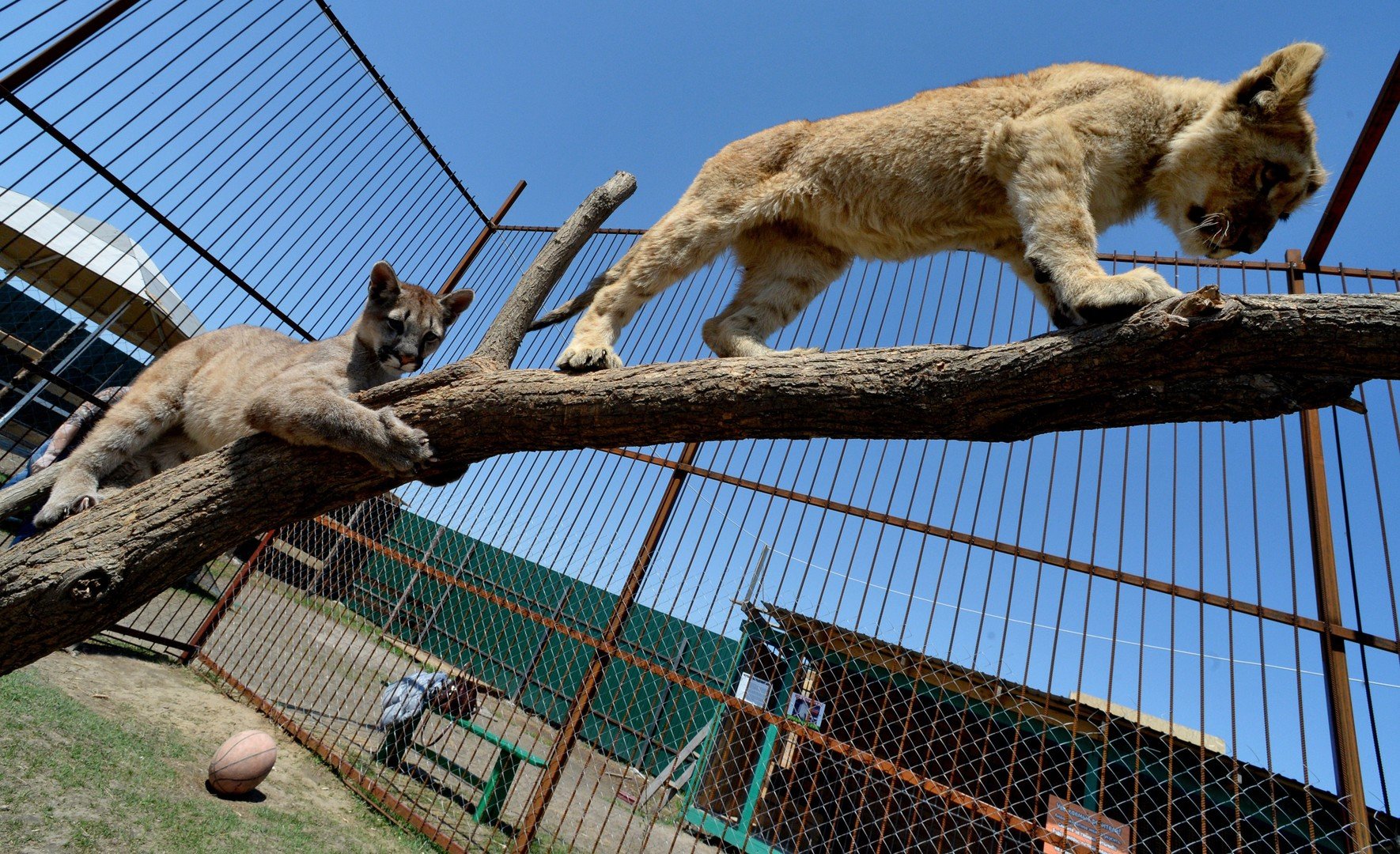 شبل الأسد "ارسطو" 7 أشهر وشبل البوما "برنس" 6 أشهر في حديقة الحيوان "تشوديسنايا" بقرية "بوريسوفكا" شرق روسيا