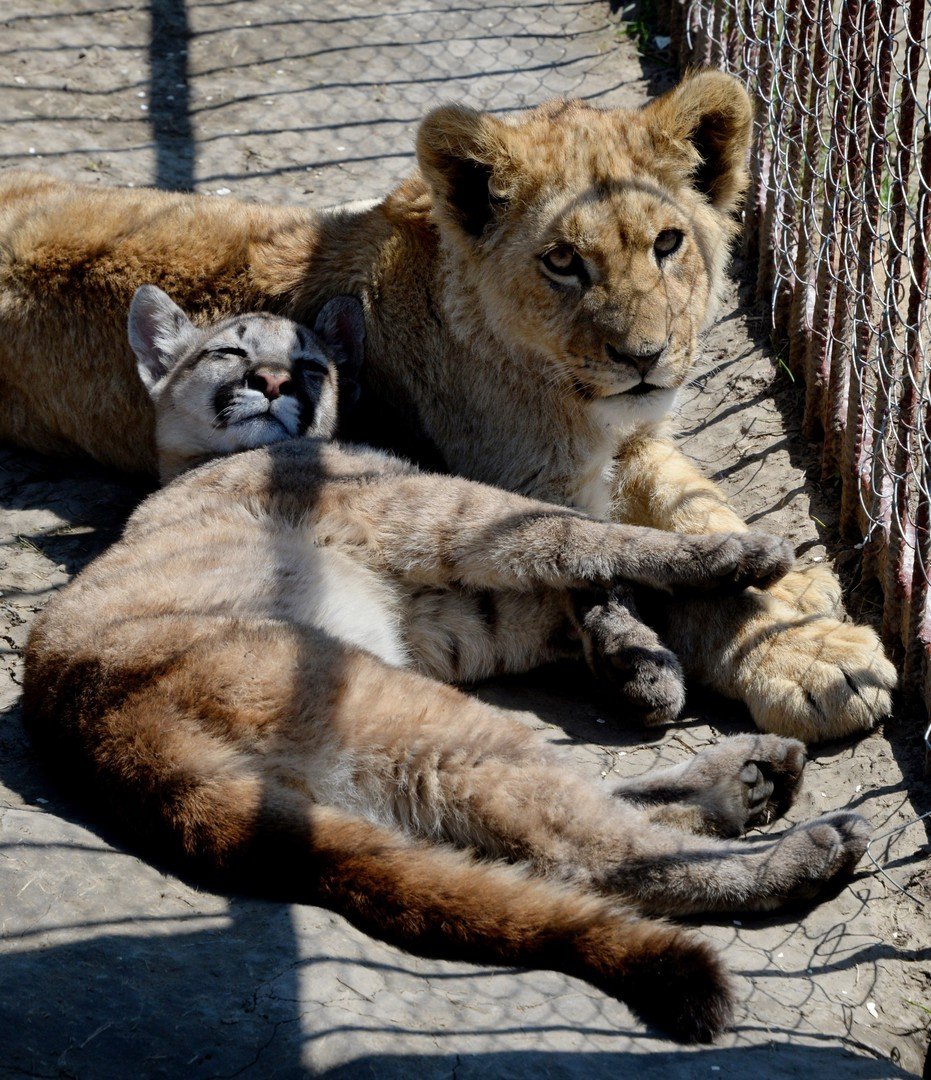 شبل الأسد "ارسطو" 7 أشهر وشبل البوما "برنس" 6 أشهر في حديقة الحيوان "تشوديسنايا" بقرية "بوريسوفكا" شرق روسيا