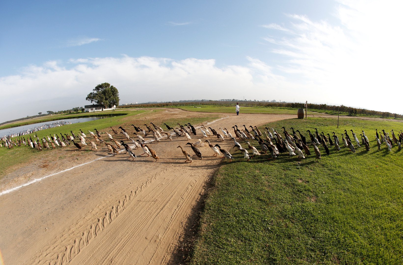 مجموعة البط الهندي تسير نحو مزرعة العنب بالقرب من قرية كيب جنوب إفريقيا