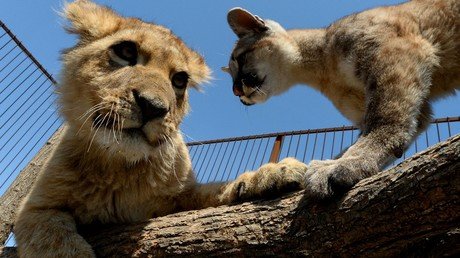 شبل الأسد "ارسطو" 7 أشهر، وشبل البوما "برنس" 6 أشهر في حديقة الحيوان "تشوديسنايا" بقرية "بوريسوفكا" شرق روسيا