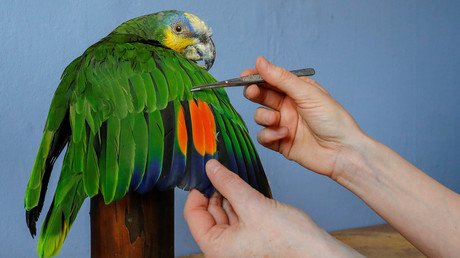  "كاثي فيرتونجين" المتخصصة في أعمال التحنيط تقوم بطلاء جناح ببغاء بعد موته.