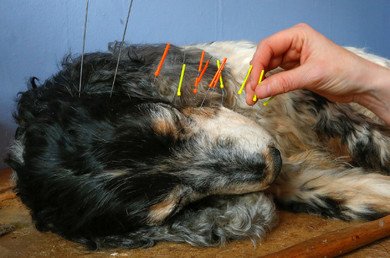 "كاثي فيرتونجين" المتخصصة في أعمال التحنيط تواصل العمل على تحنيط جثة كلب ميت بورشة عمل "ألست"، بلجيكا