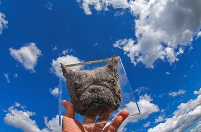 "باتريك بيندفيل" مؤسس معهد "أنيماترانس" يعرض صورة قناع وجه كلب نافق في مركز سمسارا لتحنيط الحيوانات في سوانيز، بلجيكا