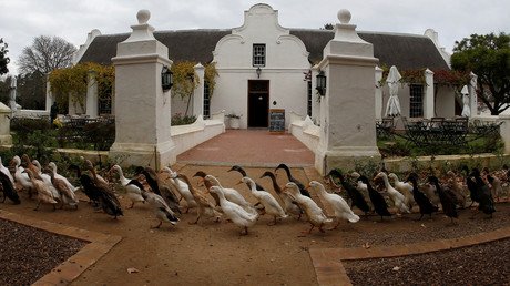 سرب من البط الهندي يسير بين مباني مزرعة العنب قرب قرية كيب في جنوب إفريقيا