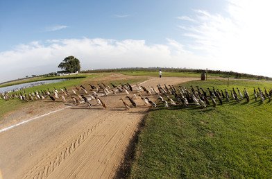 مجموعة البط الهندي تسير نحو مزرعة العنب بالقرب من قرية كيب جنوب إفريقيا