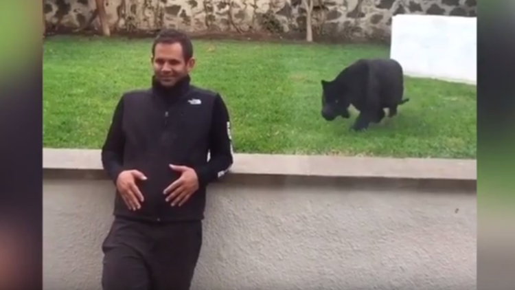 بالفيديو.. نمر أسود "يهاجم" رجلا من الخلف 