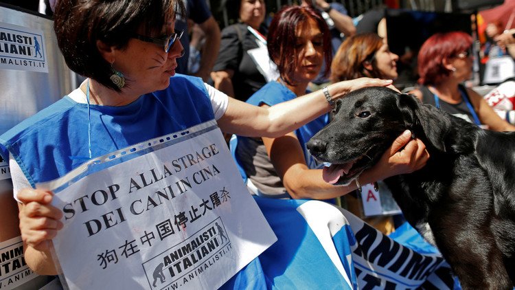 سباق مع الزمن لإنقاذ الكلاب قبل أن تصل إلى موائد الصينيين
