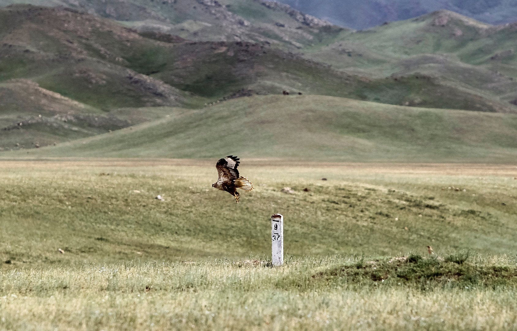 لحظة طيران صقر في الحديقة الوطنية ألتين-إيمل بمنطقة ألماتي، كازخستان