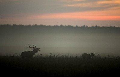 ذكر أيل يرغو في حقل في بيلاروس