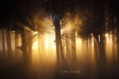 أشعة الشمس تخترق الضباب في إحدى الغابات