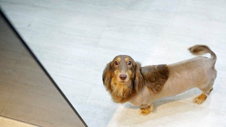 تصفيف فرو كلب على شكل قدم حيوان يظهر في الصورة من متجر الحيوانات الأليفة في تاينان، تايوان