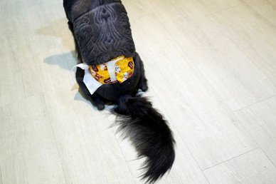 صورة كلب بتصميم ذي شكل مميز على الفرو في متجر الحيوانات الأليفة في تاينان، تايوان