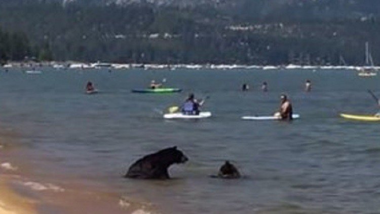  دبة تسبح مع صغيريها في بحيرة أمريكية!