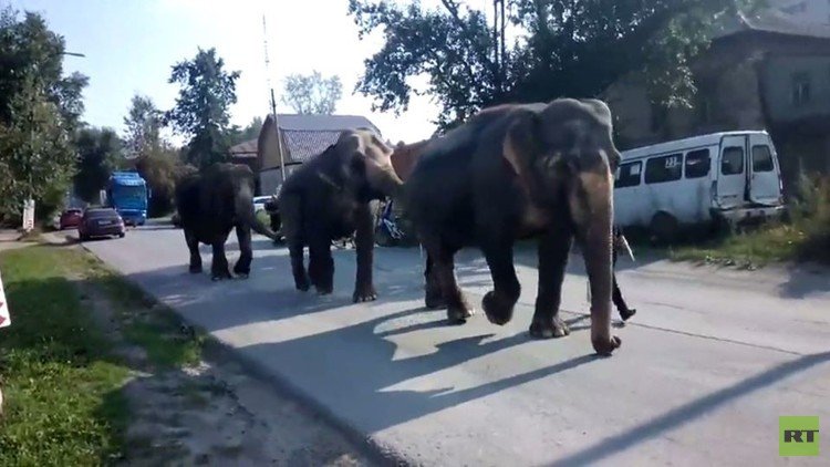 فيلة في شوارع مدينة زلاتو-أوست الروسية (فيديو)
