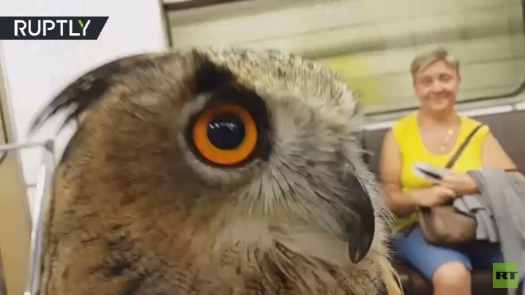 طيور جارحة في مترو أنفاق موسكو 