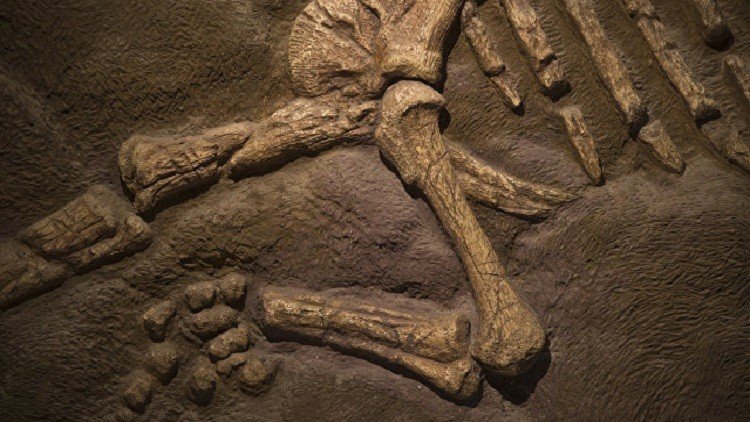 الجمارك الروسية تصادر عظام ديناصور