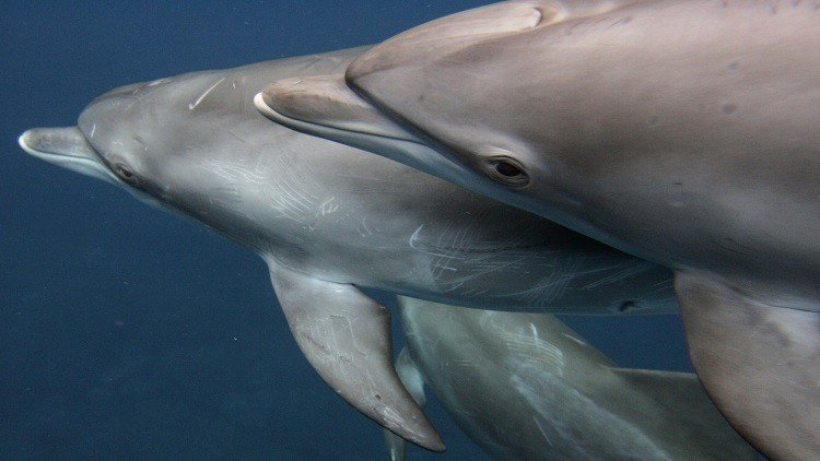 اليابان وتقليد قتل الدلافين!