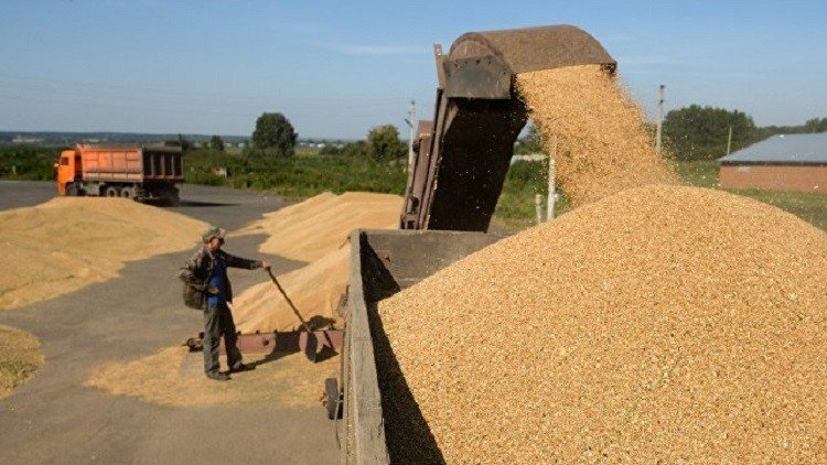 روسيا تلغي رسوم تصدير القمح حتى يوليو 2018
