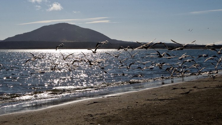 بوتين يرفض المتاجرة بأراضي روسيا وآبي يسعى لإيجاد حل لقضية الكوريل 