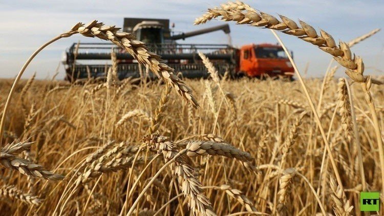 موسكو تلغي رسوم تصدير القمح لمدة عامين