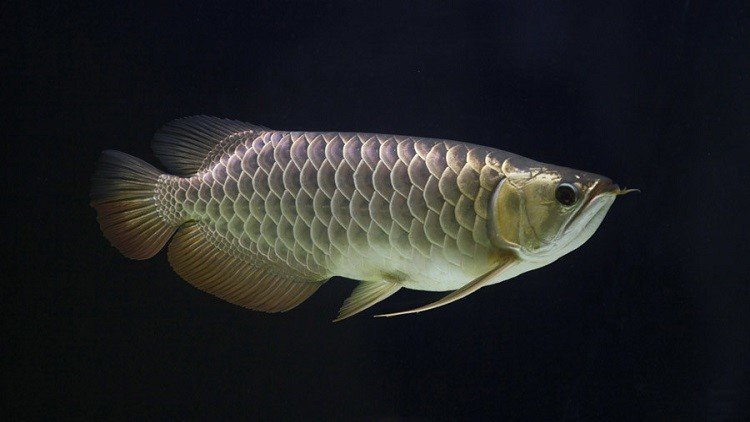 أول سمكة نانو في العالم تحمل الدواء داخل جسم الانسان