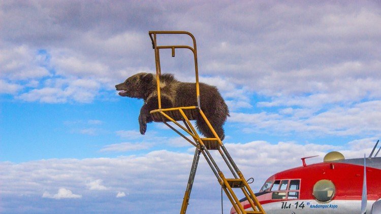 صغير الدب الذي يحب التحليق