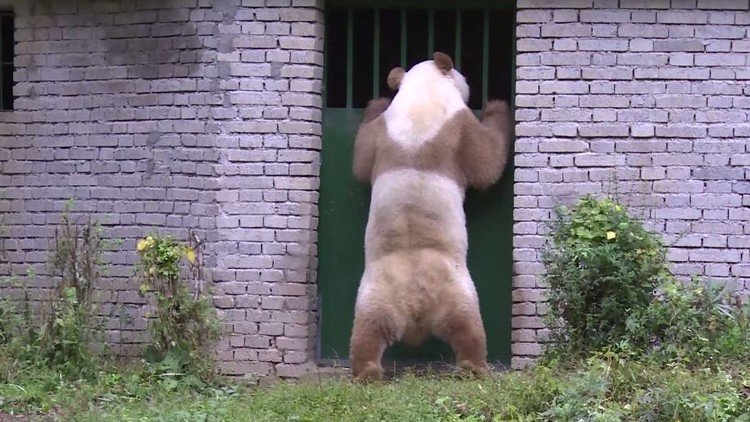 تعرف على دب الباندا البني الوحيد في العالم!