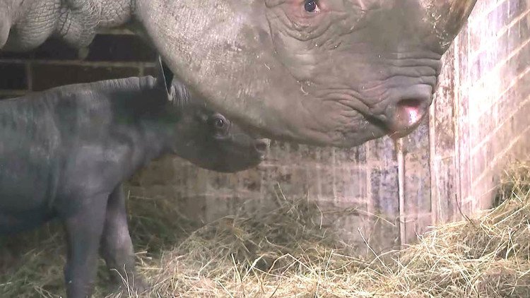 ولادة وحيد قرن أسود شرقي مهدد بالانقراض في التشيك