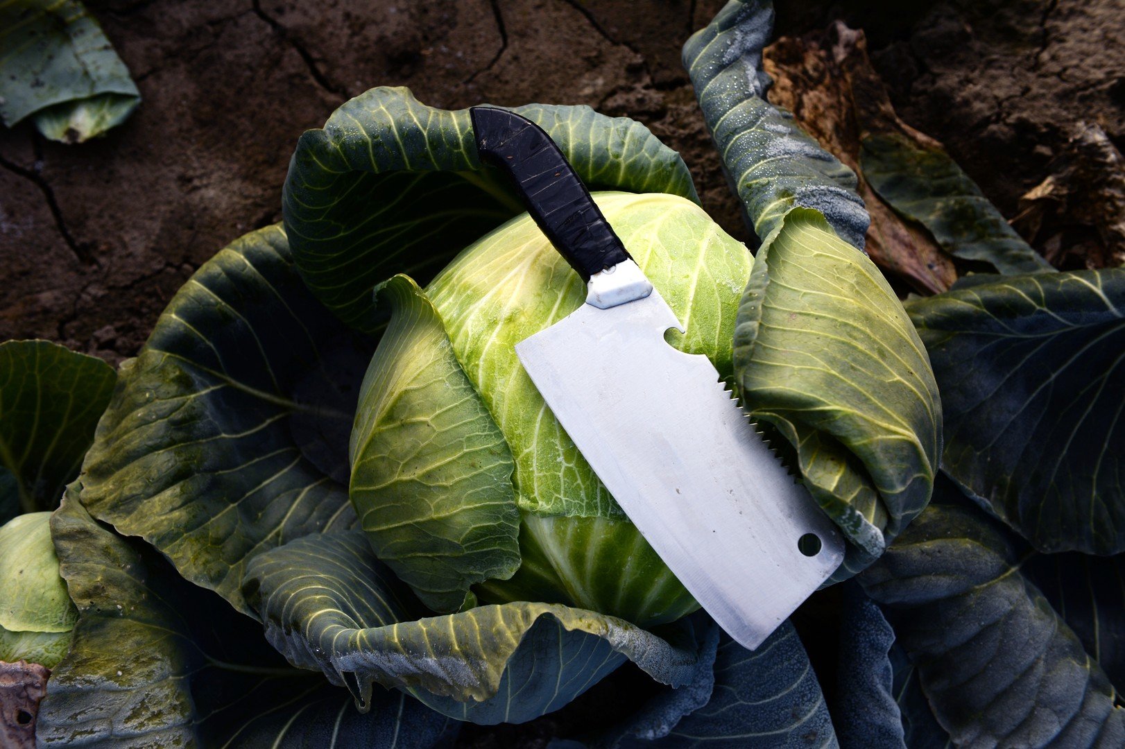 حصاد الملفوف في منطقة نوفوسيبيرسك الروسية