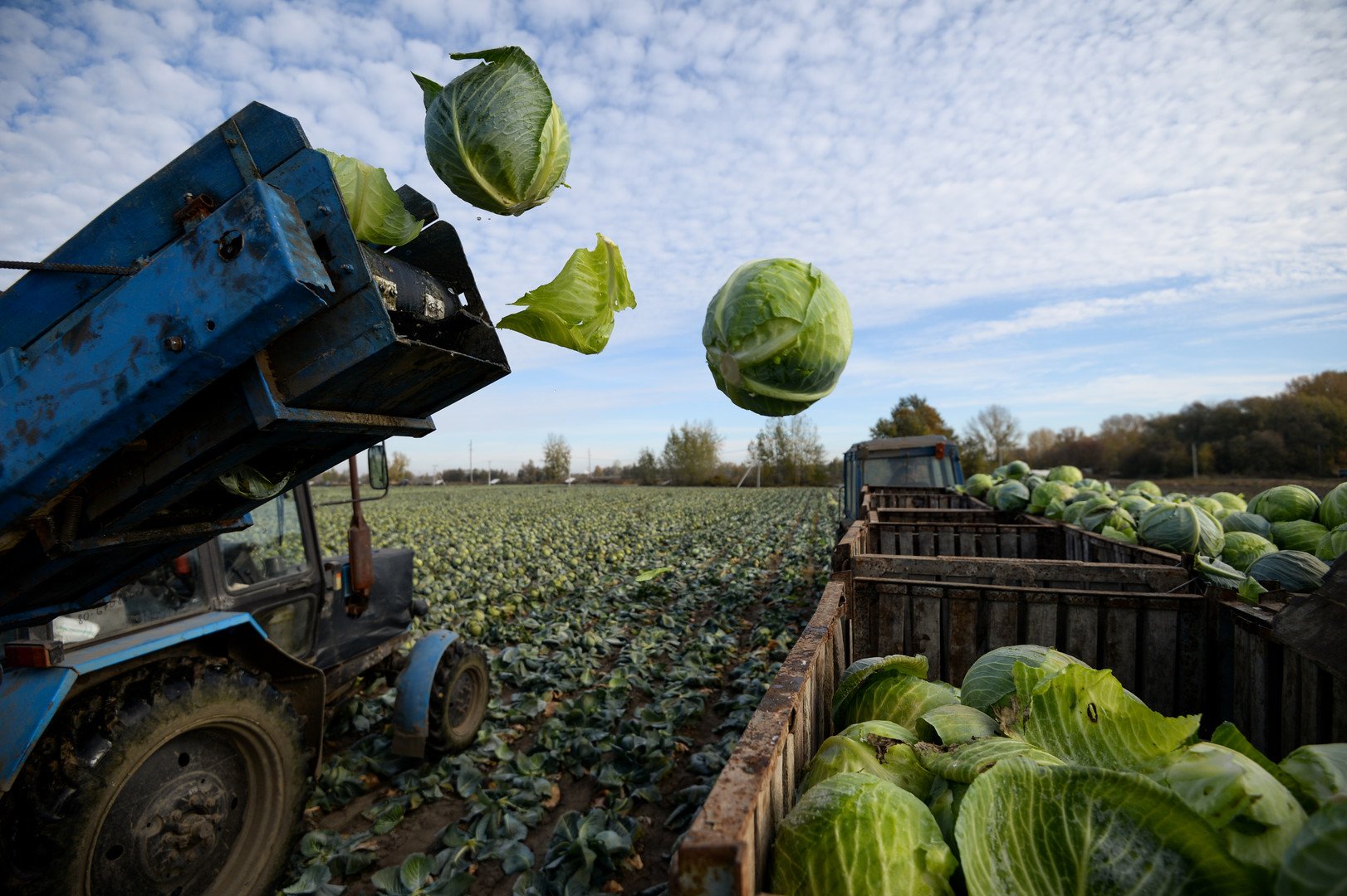 جني الملفوف في منطقة نوفوسيبيرسك الروسية